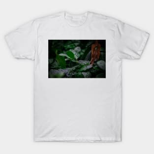 Rain drops on Cool leaves T-Shirt